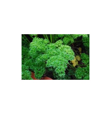 curly_parsley