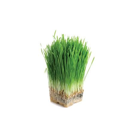 grains-grass