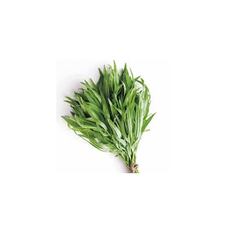 tarragon-herb