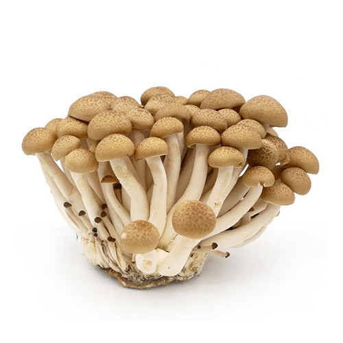 Shimeji Mushrooms Brown – Pkt 100 Grams