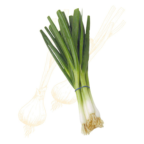 Spring Green Onion – Bunch
