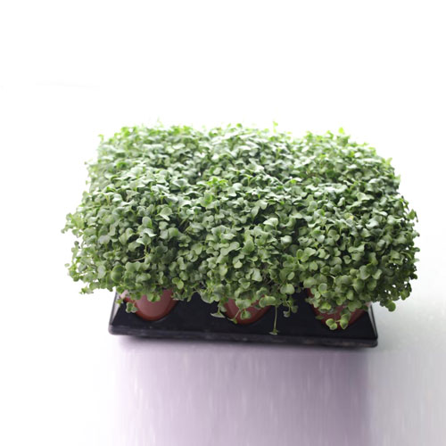 BROCCOLI CRESS 12 CUPS AVAILABLE UPON ORDER